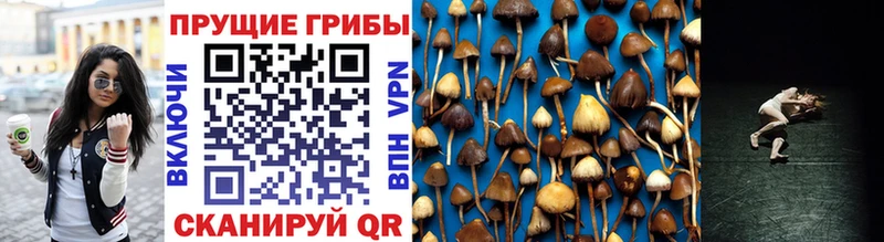 Псилоцибиновые грибы Psilocybe Сочи